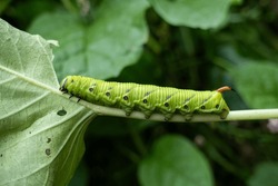 Green Caterpillar Hornworm  Eating The Leaves 