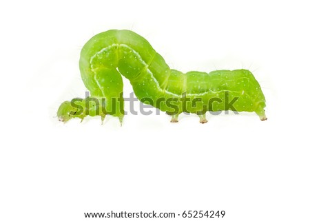 Green caterpillar isolated on white