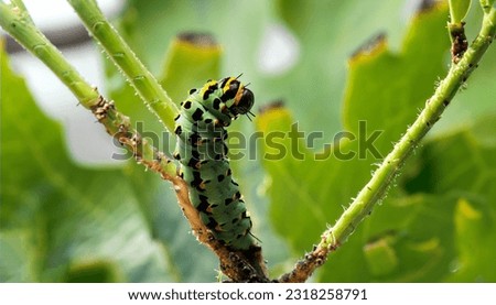 A green caterpillar macro insect climbing on tree branch