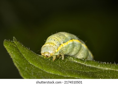 The green caterpillar of the moth, bright-line brown eye, eating a tomato leaf, can be a major pest in vegetable crops in the garden in the summer. Itis a voracious feeder , especially in tomato crops
