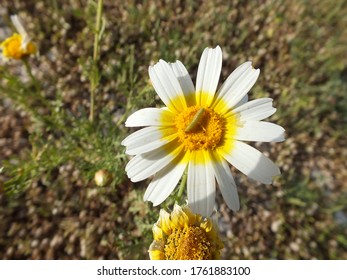 Green caterpillar on a chamomile