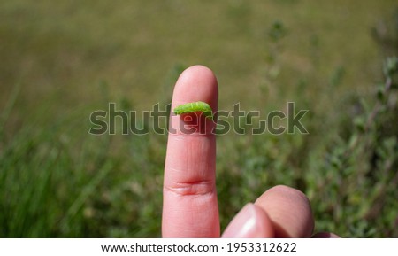 A green caterpillar on the finger of the female hand. Natural green background out of focus.