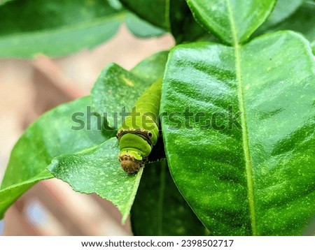 green caterpillar on a green leaf, leaf eating caterpillars
