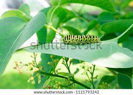 Green caterpillar on lilac leaf, caterpillar in nature