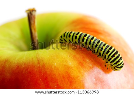 Green caterpillar on red apple.