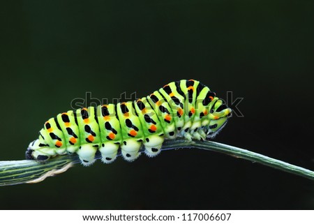 Green caterpillar - papilio machaon