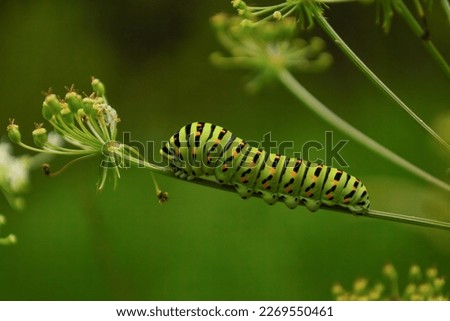 A green caterpillar of a swallowtail butterfly. Papilio machaon caterpillar. Completely hairless or without bristles, these caterpillars painfully climb the nourishing plants, eating continuously  