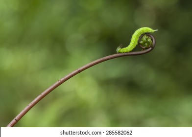 A Green Caterpillar Walked on a fern shoots with green background - Powered by Shutterstock