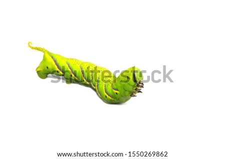 Green caterpillar, worm isolated on white background. A photo of a green high-resolution caterpillar filmed in a studio room.