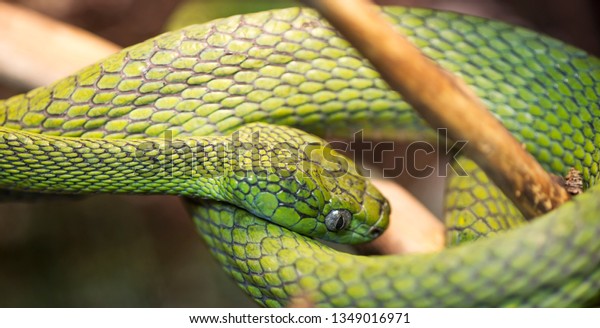 Color snakes pictures