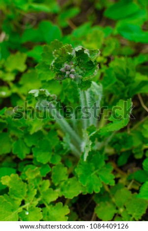 green celandine plant in forest. Chelidonium majus or greater celandine or tetterwort or swallowwort or nipplewort yellow wild flower