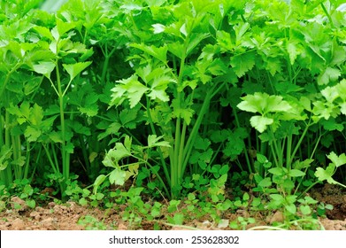 Green Celery Plant In Growth At Vegetable Garden