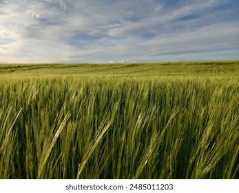 Green cereal field with a blue sky background - Powered by Shutterstock