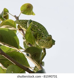 green chamaleon