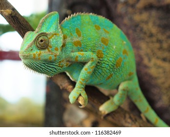 Green chameleon - Shutterstock ID 116382469