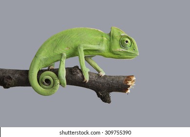 Green Chameleon