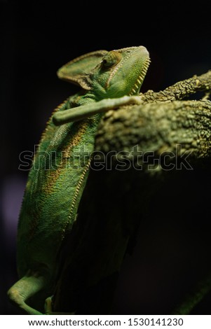 Similar – Image, Stock Photo earth lion Detail