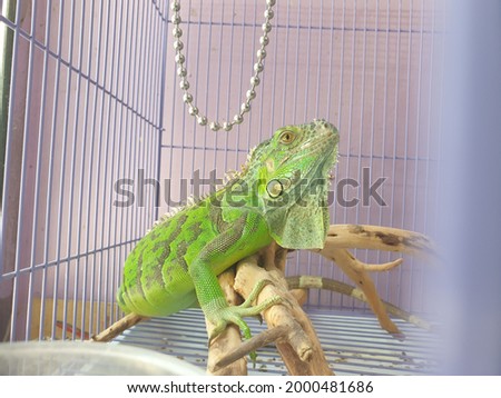 green chameleon in a cage