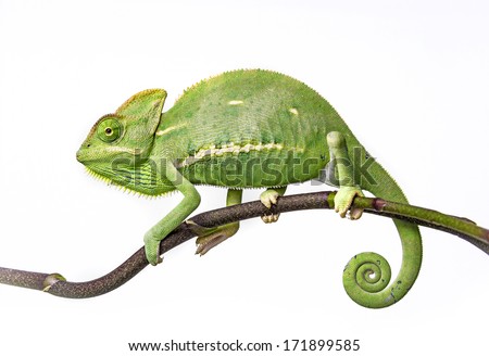 green chameleon - Chamaeleo calyptratus