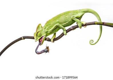 green chameleon - Chamaeleo calyptratus hunting 