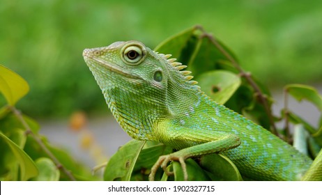 A Green Chameleon Climbing On A Tree Branch