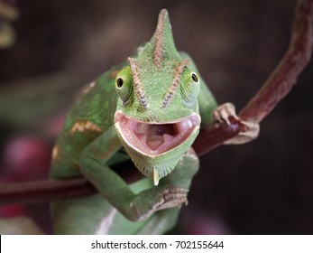 Green chameleon hunting. Portrait of an exotic animal. Macro