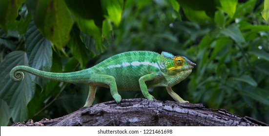 Green Chameleon In Jungle Lokobe Reserve, Nosy Be, Madagascar