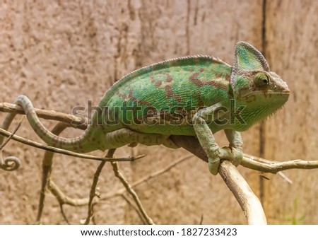 Green chameleon lizard sitting on a dead tree branch