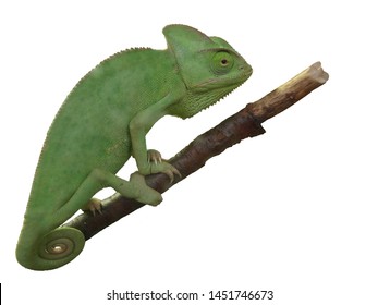 A green chameleon on a branch 