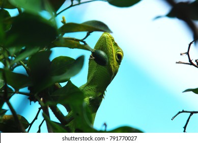 green chameleon on nature