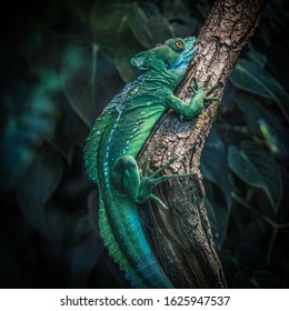 A Green Chameleon On A Tree Branch