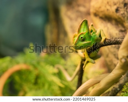 Green chameleon is perching on tree branch. Exotic animal in tank for reptiles or lizards. Small pet is staring in camera.