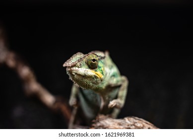 Green chameleon sitting branch rock black background dof sharp focus space for text macro reptile jungle aquarium home pet cute