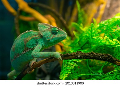Green chameleon in the terrarium  Exotic pet animal  