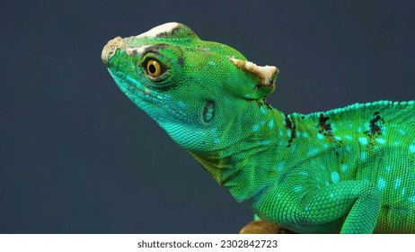 A green chameleon with a white spot on its head