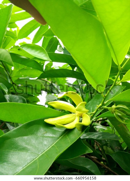 Green Champa Garden Stock Photo Edit Now 660956158