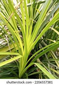 Green And Charming Nolina Palm Leaves