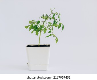 Green Cherry Tomatoes Grown In A Flower Pot On A White Background. Vegetable Garden At Home. Tomatoes Grown In A Pot. Copy Space.