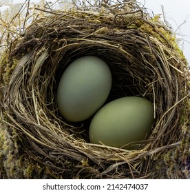 Green Chicken Eggs In A Straw Nest On White Background. Easter Holiday Eggs Natural Colour Background, Copy Space, Greeting Card, Postcard, Banner, Cover, Mockup, For Your Design