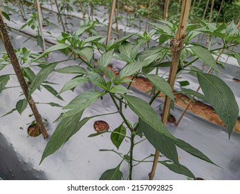 Green chili leaves and chili flowers on young chili trees in garden showing agricultural industry in hills - Shutterstock ID 2157092825