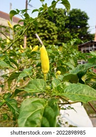 Green Chili Not Yet Ready For Harvesting, Need One More Week. 