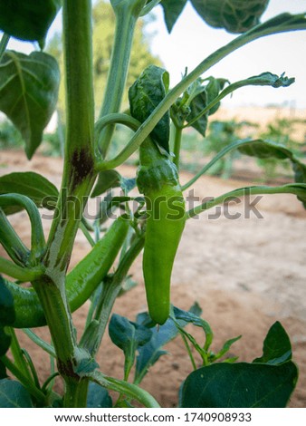 a green chili in a open field