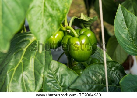 Similar – Bell Peppers Capsicum Growing In Greenhouse