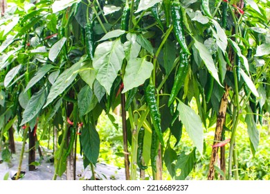 Green Chili Peppers (Capsicum Annuum) Cultivated In Rural Farming Area