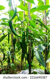 Green Chili Peppers (Capsicum Annuum) Cultivated In Rural Farming Area. Vertical Photo