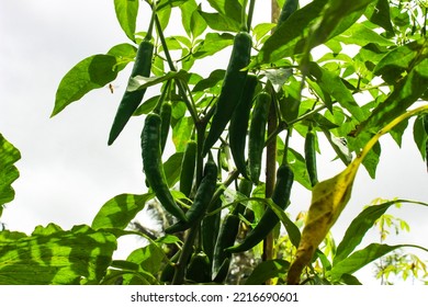 Green Chili Peppers (Capsicum Annuum) Cultivated In Rural Farming Area. Bottom Angle