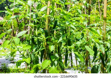 Green Chili Peppers (Capsicum Annuum) Cultivated In Rural Farming Area