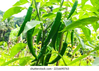 Green Chili Peppers (Capsicum Annuum) Cultivated In Rural Farming Area