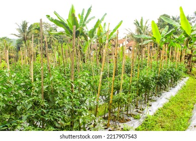 Green Chili Peppers (Capsicum Annuum) Cultivated In Rural Farming Area. Chili Pepper Garden