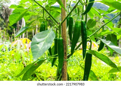 Green Chili Peppers (Capsicum Annuum) Cultivated In Rural Farming Area